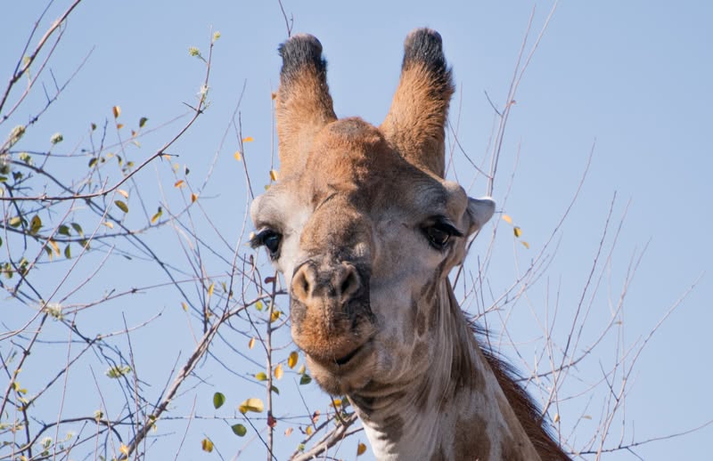 Okavango Experience — photo 3
